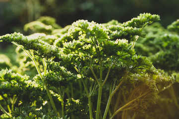 fresh parsley a drop of water sunlight