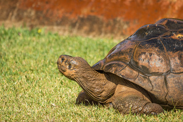 Obraz premium Tortoise in a zoo in Hawaii 