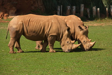 Obraz premium Rhinoceros in nature park Cabarceno near Santander,province Pas-Miera in Spain