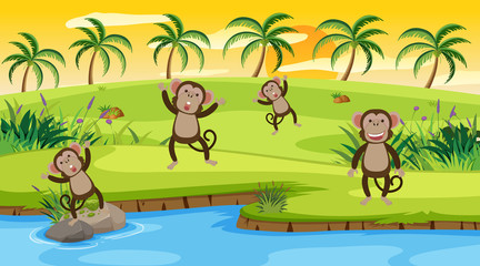 Fototapeta na wymiar Background scene with monkeys by the river