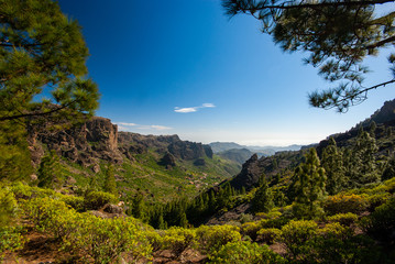 Fototapeta na wymiar Green vegetation in the mountains of Gran Canaria