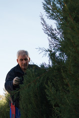 Active senior man working trimming trees