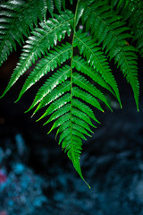 fern green leaves background dramatic picture style