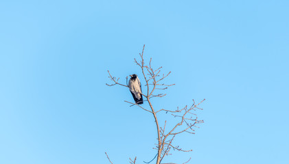 Black Headed Crow on a Branch High in a Tree with Blue Sky