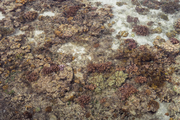 Roral reef around an island in Celebes Sea during low tide, which makes amazing scenery and shows small marine organisms. Remote islands in Bum Bum Island with healthy coral reef.