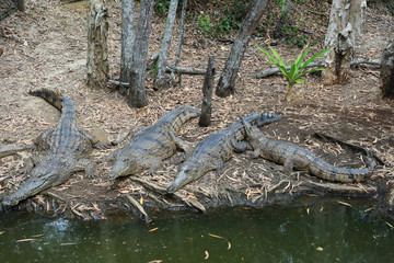 Group of Freshwater crocodiles
