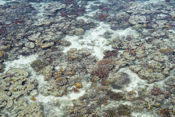 Roral reef around an island in Celebes Sea during low tide, which makes amazing scenery and shows small marine organisms. Remote islands in Bum Bum Island with healthy coral reef.