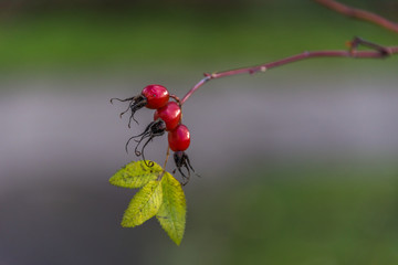 Bright Red Rose Hips on a Bush in Early Winter