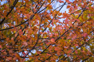 Leaves in Autumn