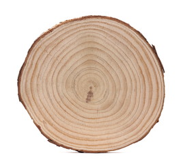 Cross section of tree trunk, stump, isolated on white background