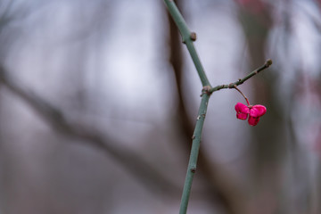 Bright Pink Berries on a Branch in Early Winter in a Forest