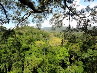 A view of the trees in the jungle from a height while traveling in Thailand. The green sea underfoot.