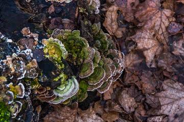 Green Mushrooms Growing on a Tree Stump in a Forest