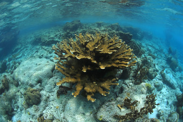 Naklejka na ściany i meble Elkhorn coral in the caribbean sea