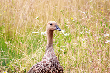 Close up portrait of anser on meadow.