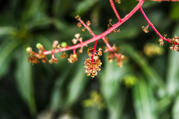 Close To Organic Mango Buds In Gardens