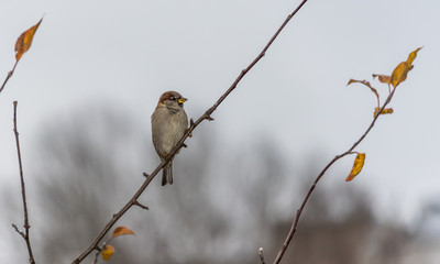 Sparrow on a Branch in Late Autumn