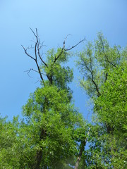 green forest by the river 