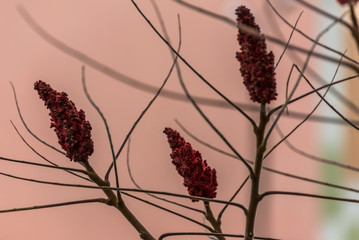 Deep Maroon Sumac Blossom at Sunrise on an Early Winter Day