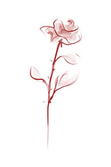 Beautiful flower, painted rose. Sketch, vector