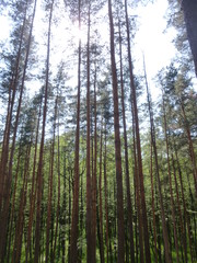 Obraz premium green forest by the river 