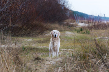 Champion White Golden Retriever on a Wild Beach in Latvia