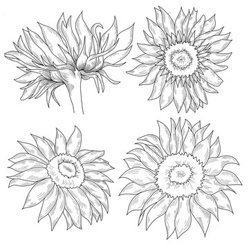 Sunflower hand drawn graphic illustration. Monochrome black and white floral clip art. Isolated outline.  Floral ink pen sketch.