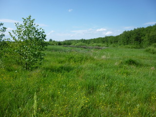 Obraz premium green forest by the river 