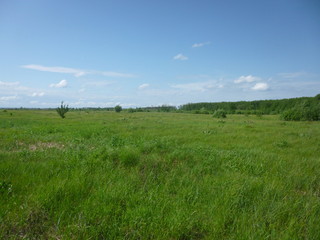 green forest by the river 