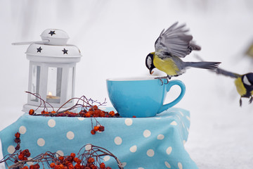 Winter still life. Titmouse on the fly eat from a cup in the winter garden. Fabulous winter photo.