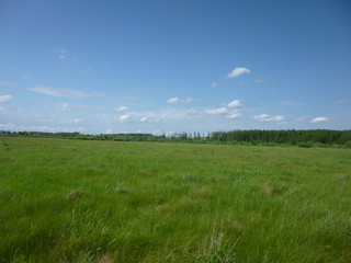 green forest by the river 
