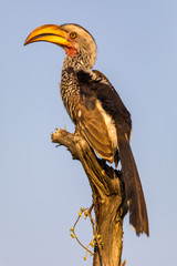 Gelbschnabeltoko (Tockus leucomelas) in Botswana