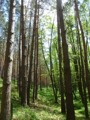 Obraz premium green forest by the river 