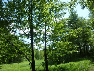 Fototapeta premium green forest by the river 