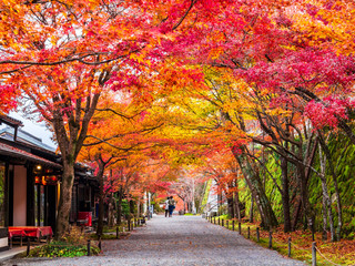 秋の京都　三千院　参道