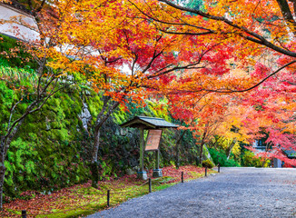 秋の京都 三千院 参道