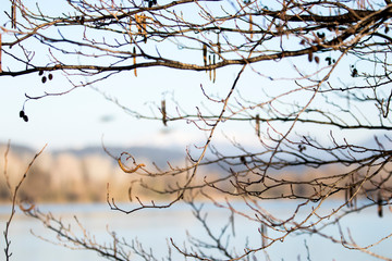 branches of a tree in winter