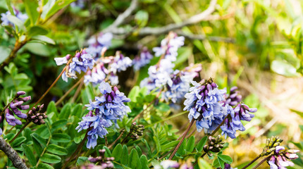 Obraz premium Astragalus oroboides (Astragalus norvegicus) a group of beautifully blooming flowers in the summer from the family Fabaceae (legume, bean family). A rare plant that occurs in the the Belianske Tatras.
