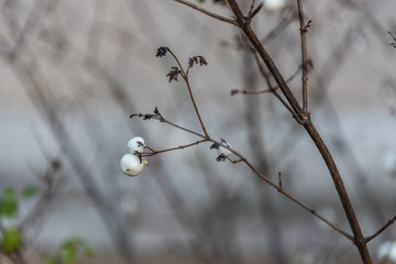 Bright White Berries on a Bare Bush in Early Winter