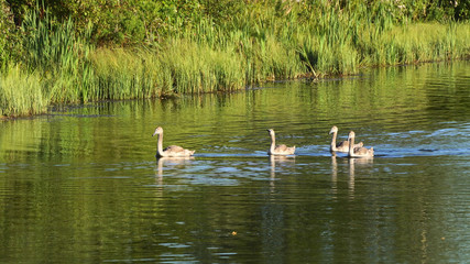 Young swans and their parents swim in the pond