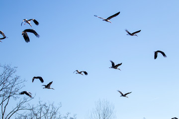 flock of birds flying in blue sky