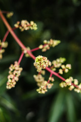 Close To Organic Mango Buds In Gardens