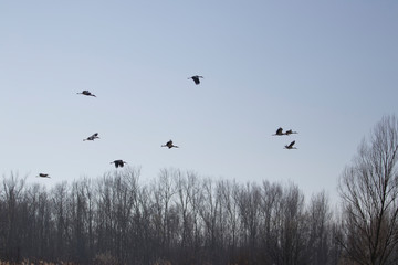 birds in flight