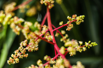 Close To Organic Mango Buds In Gardens