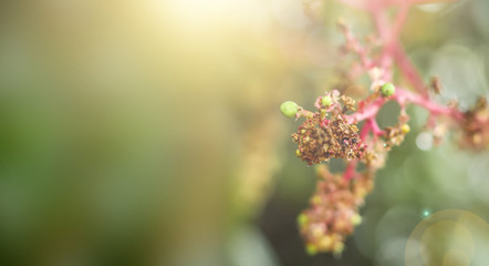 Close To Organic Mango Buds In Gardens Macro with sunlight
