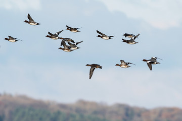 Wigeon birds flying over sea at daytime 