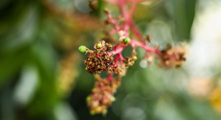 Close To Organic Mango Buds In Gardens