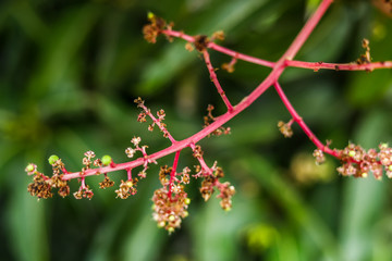 Close to organic mango buds