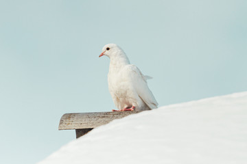 white pigeon sits on a snowy roof