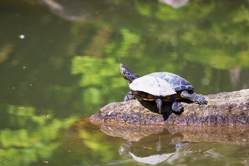 Obraz premium terrapin